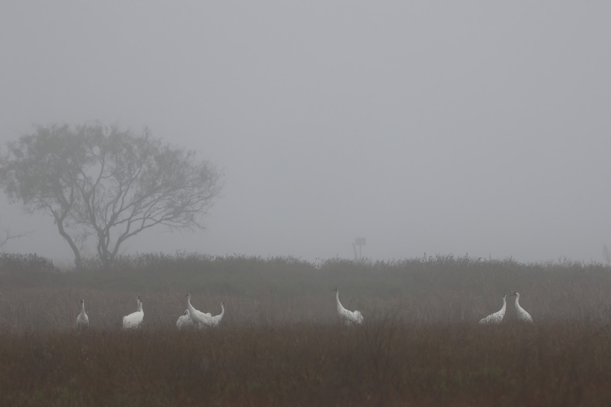 Whooping Crane - ML646621488