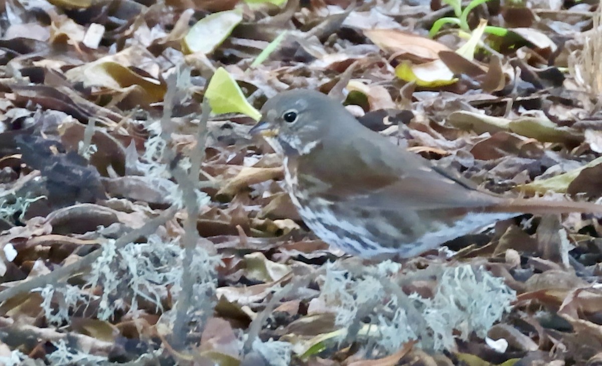 Fox Sparrow - ML646621489