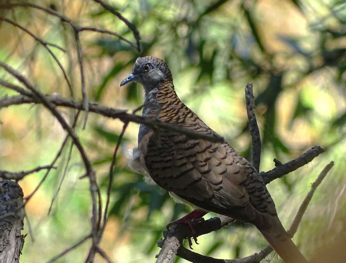 Bar-shouldered Dove - ML646621490