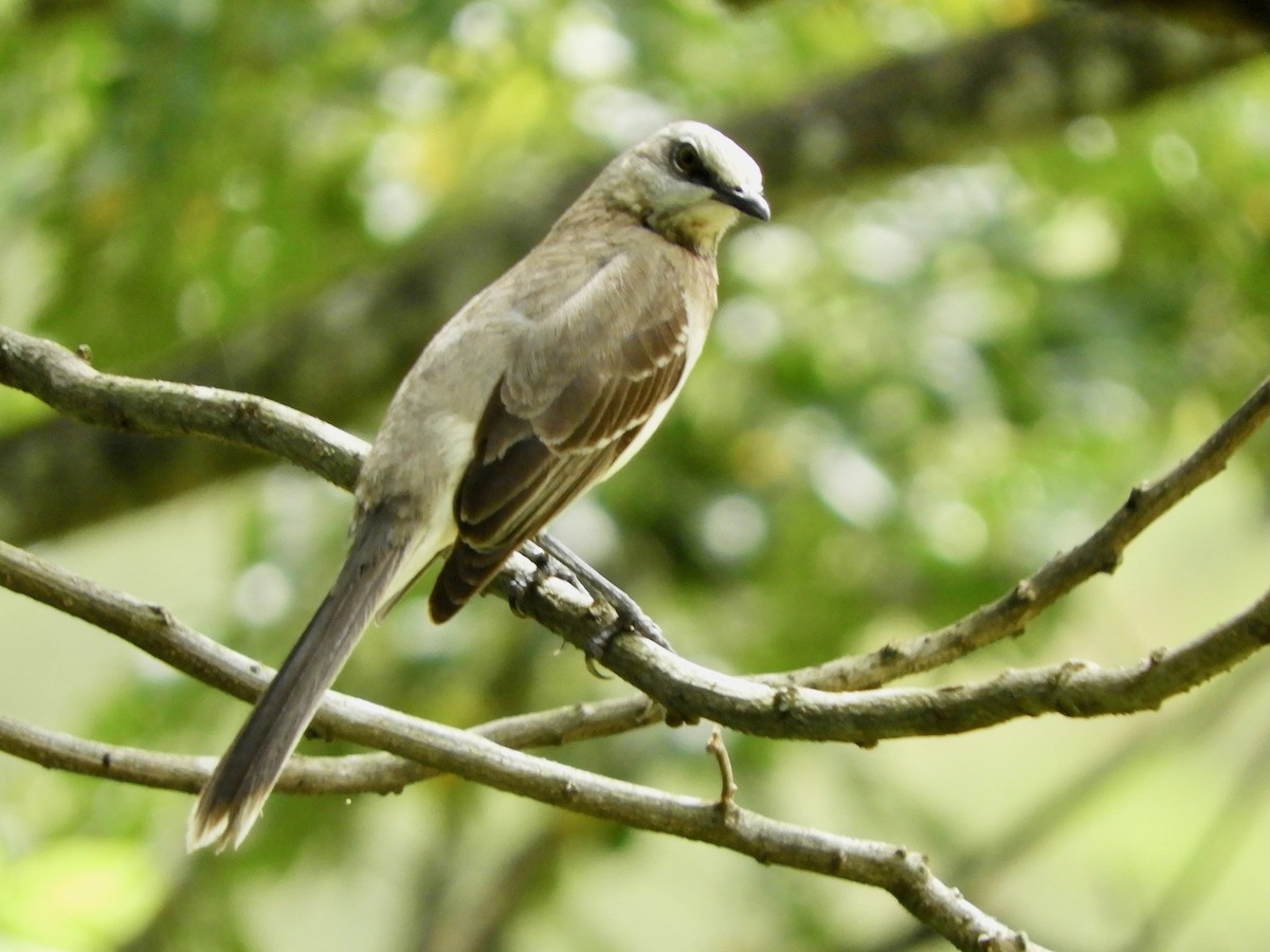 Tropical Mockingbird - ML646621492