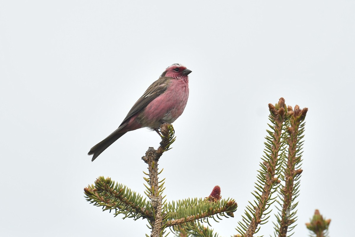 Chinese White-browed Rosefinch - ML646621493