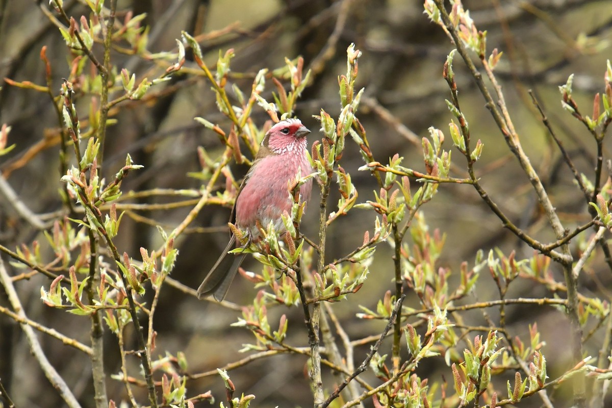 Chinese White-browed Rosefinch - ML646621494