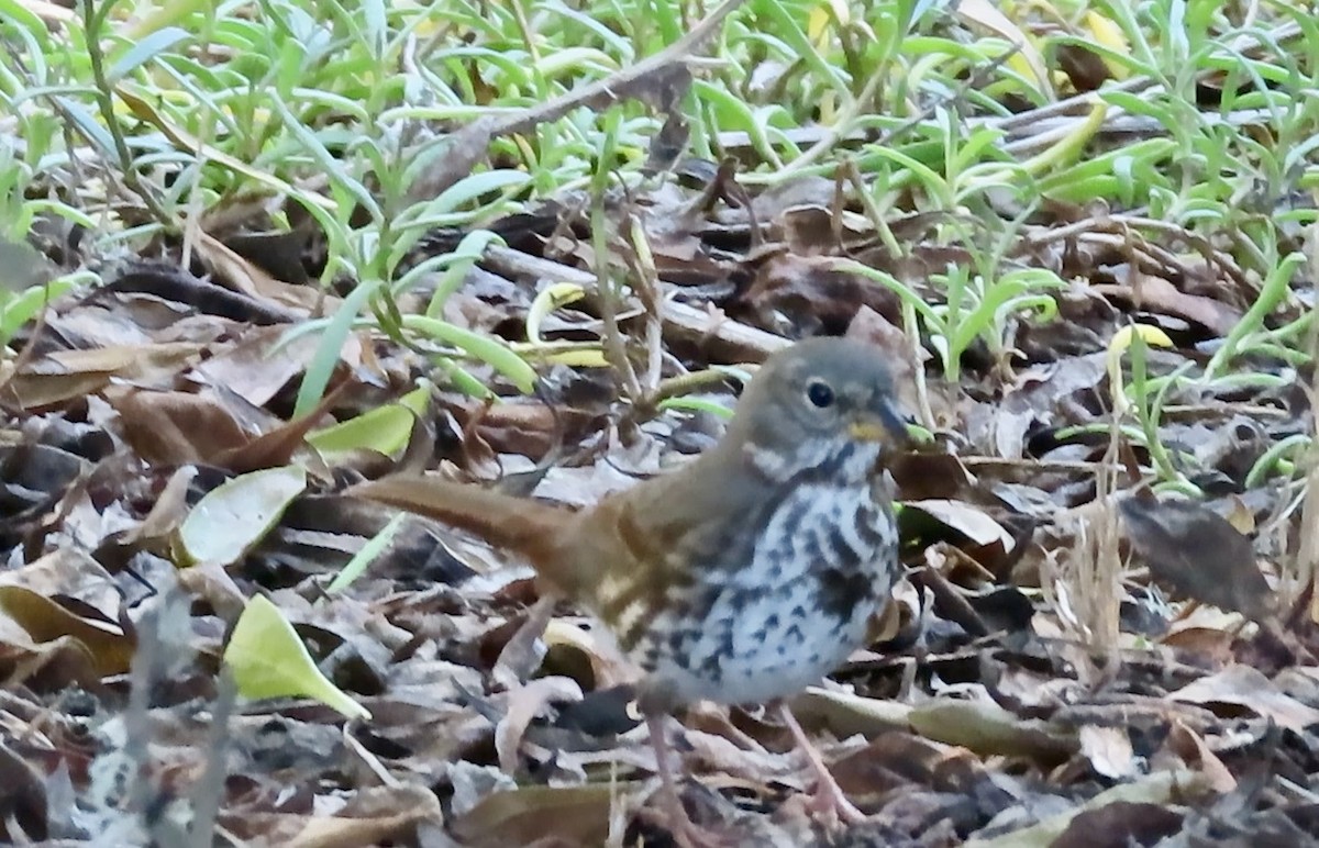 Fox Sparrow - ML646621496