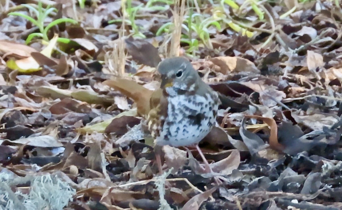 Fox Sparrow - ML646621497