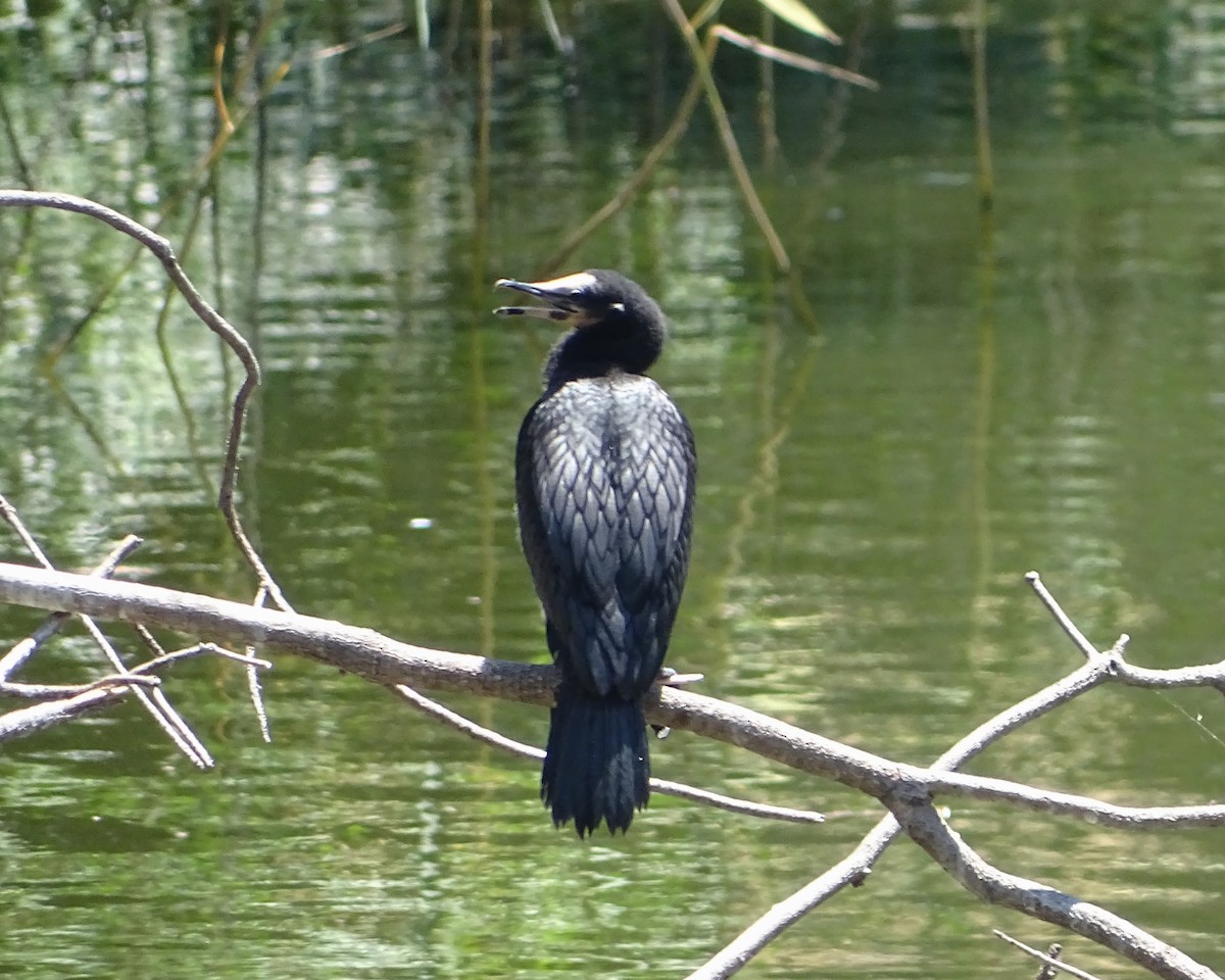 Little Pied Cormorant - ML646621498