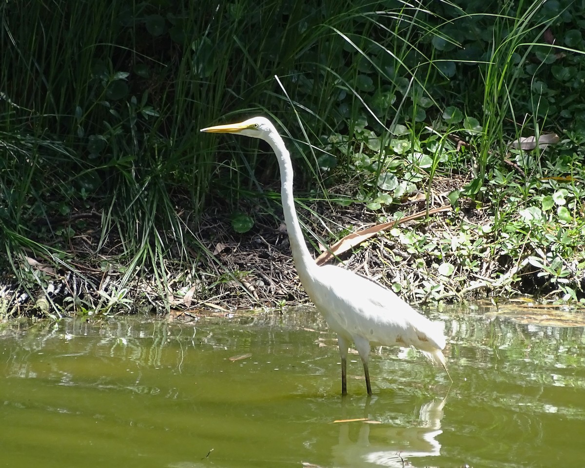 לבנית גדולה - ML646621506
