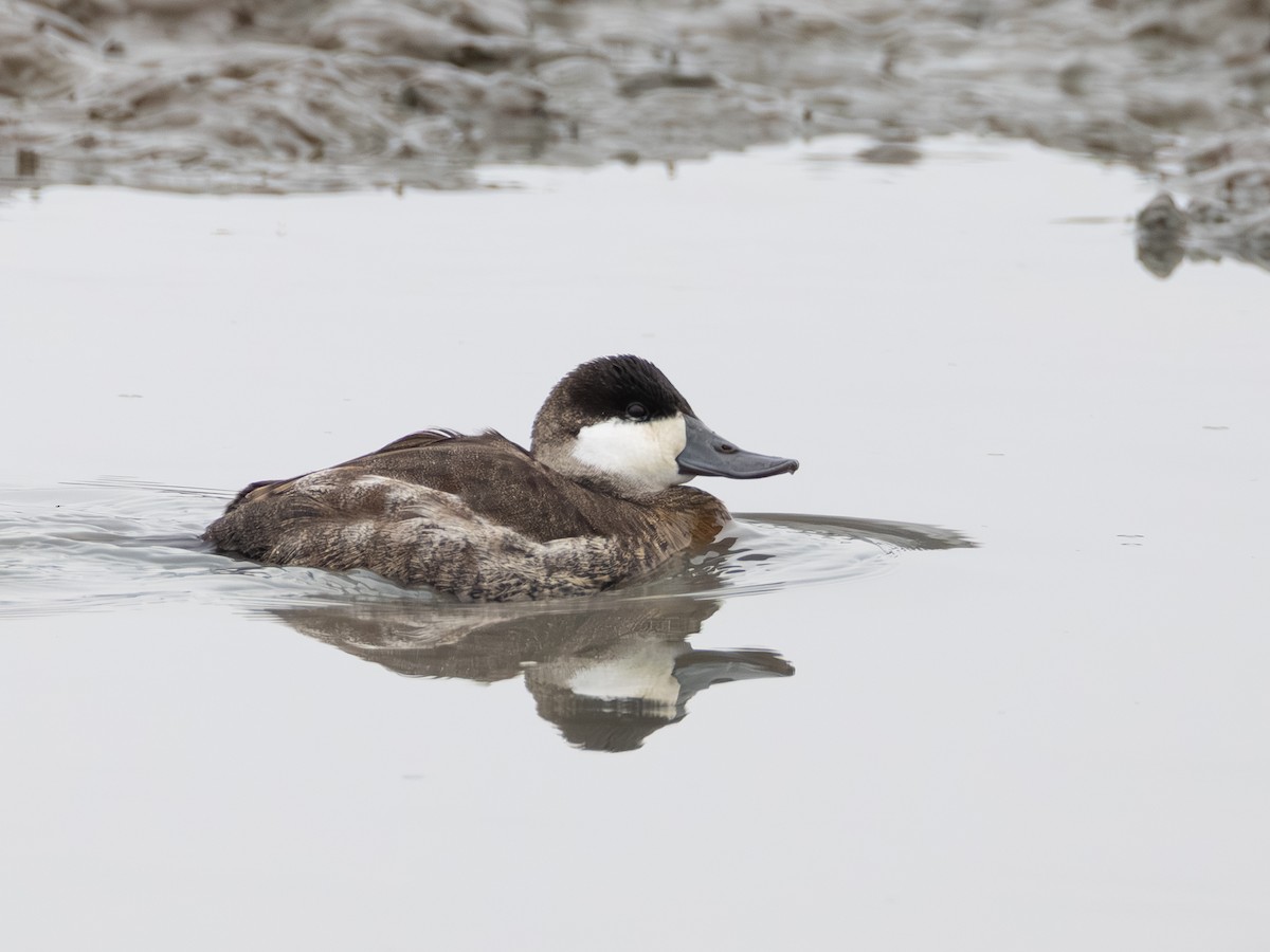 Ruddy Duck - ML646621507