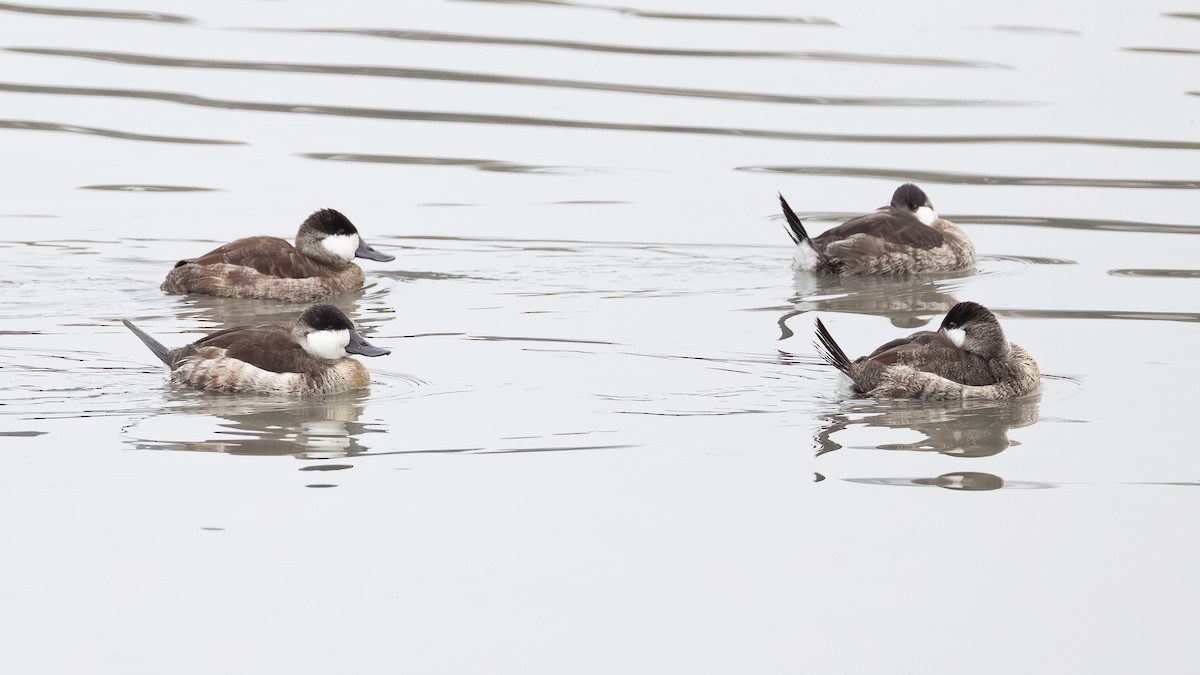 Ruddy Duck - ML646621508