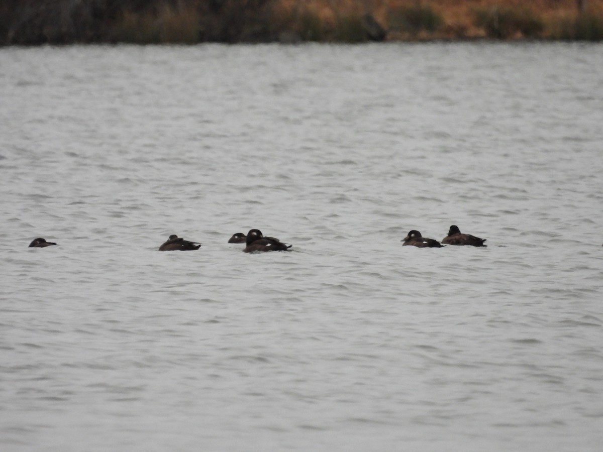 White-winged Scoter - ML646621509