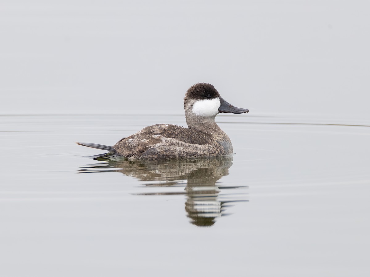 Amerika Dikkuyruğu - ML646621510