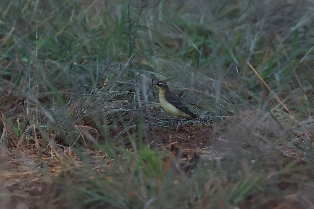 konipas východní - ML646621511