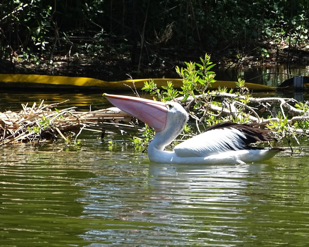 Australian Pelican - ML646621512