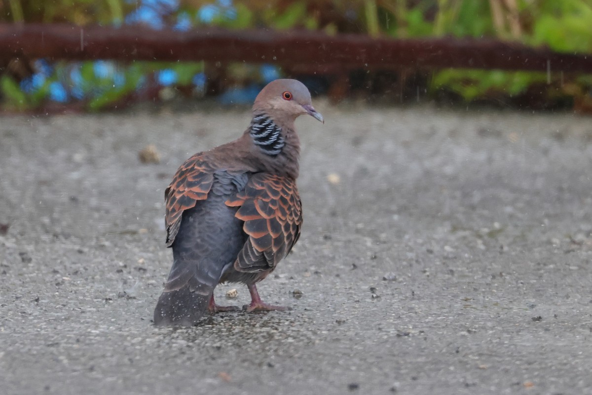 金背鳩 - ML646621513