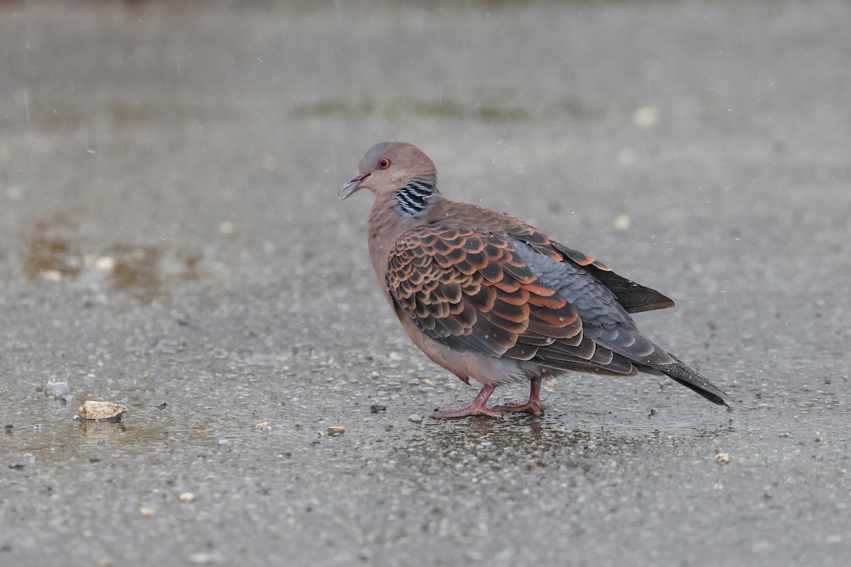 金背鳩 - ML646621514