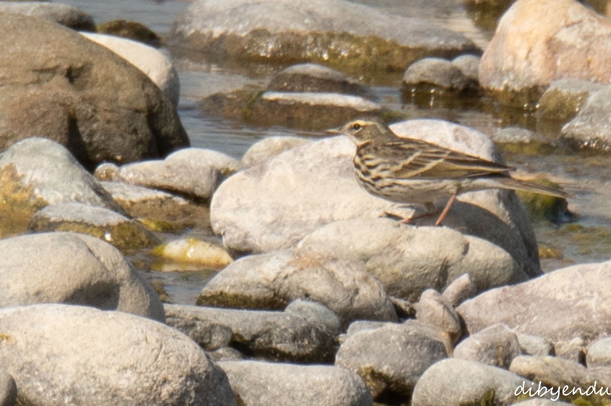 Rosy Pipit - ML646621515