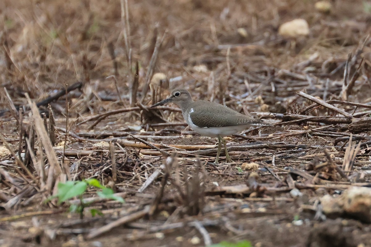 pisík obecný - ML646621516