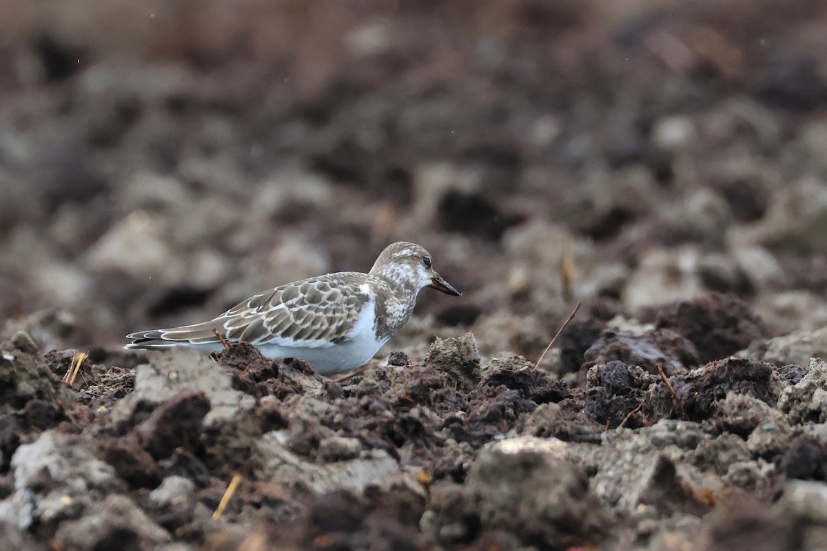 kamenáček pestrý - ML646621518