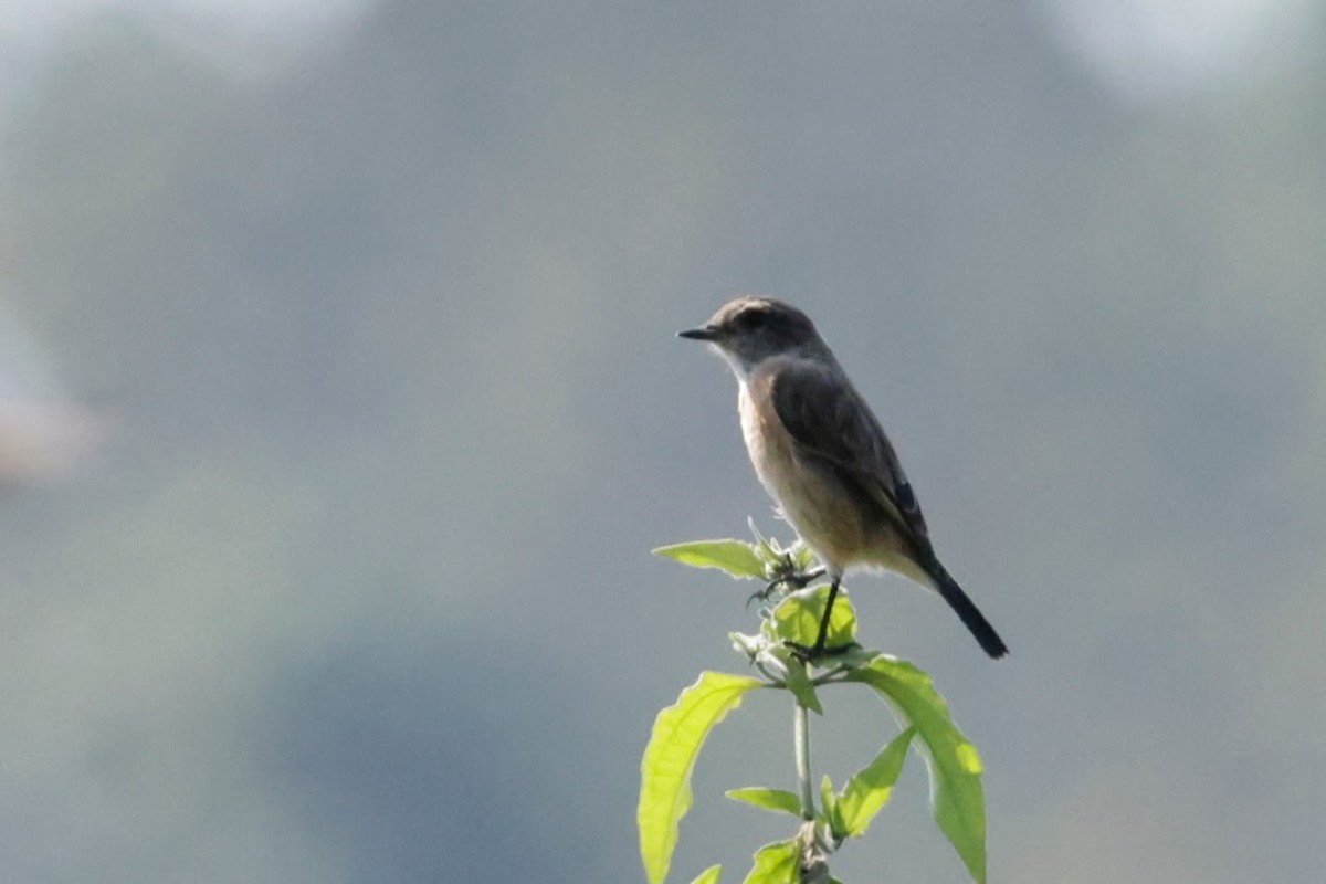 Gray Bushchat - ML646621519