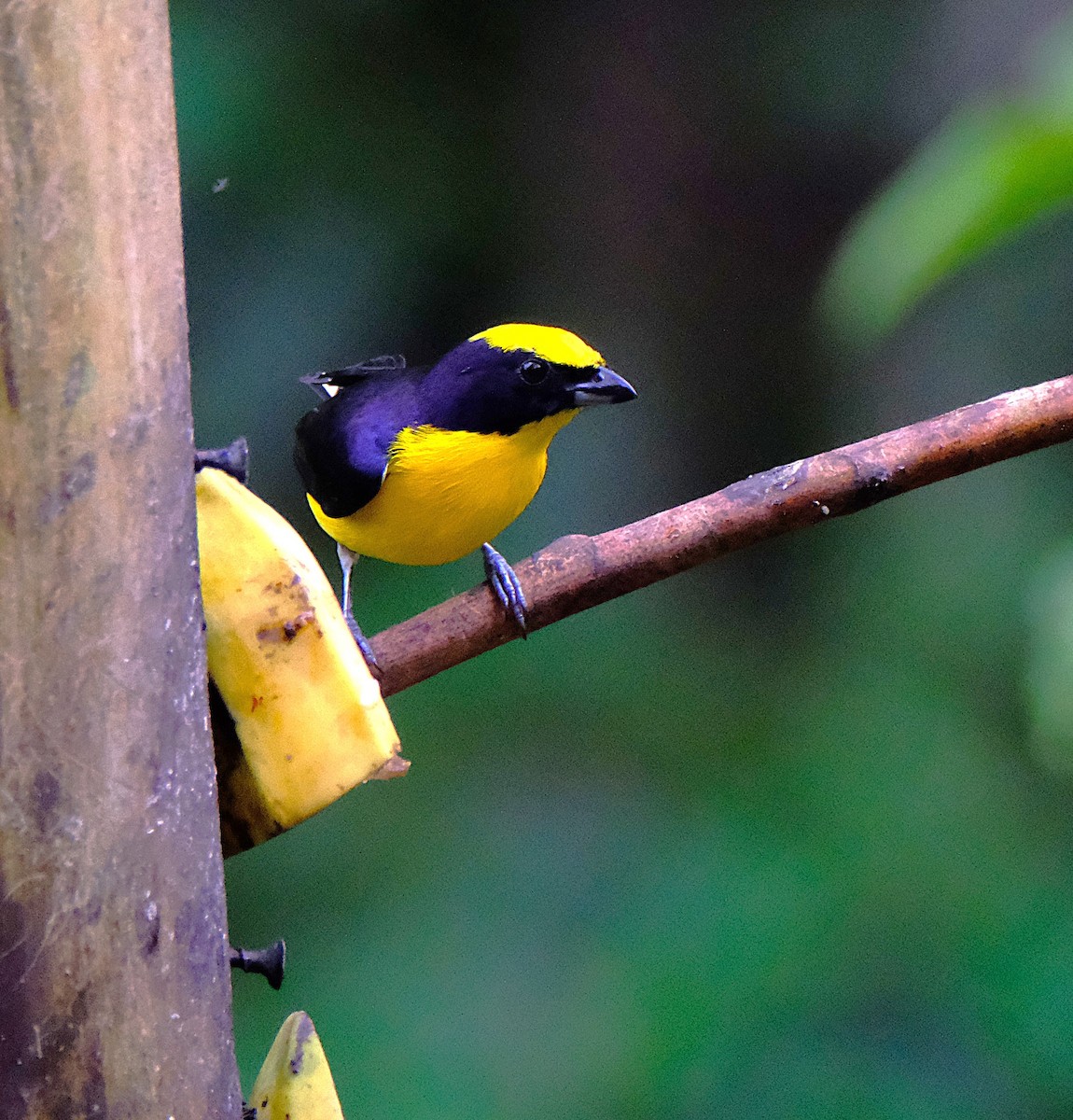 Thick-billed Euphonia - ML646621524