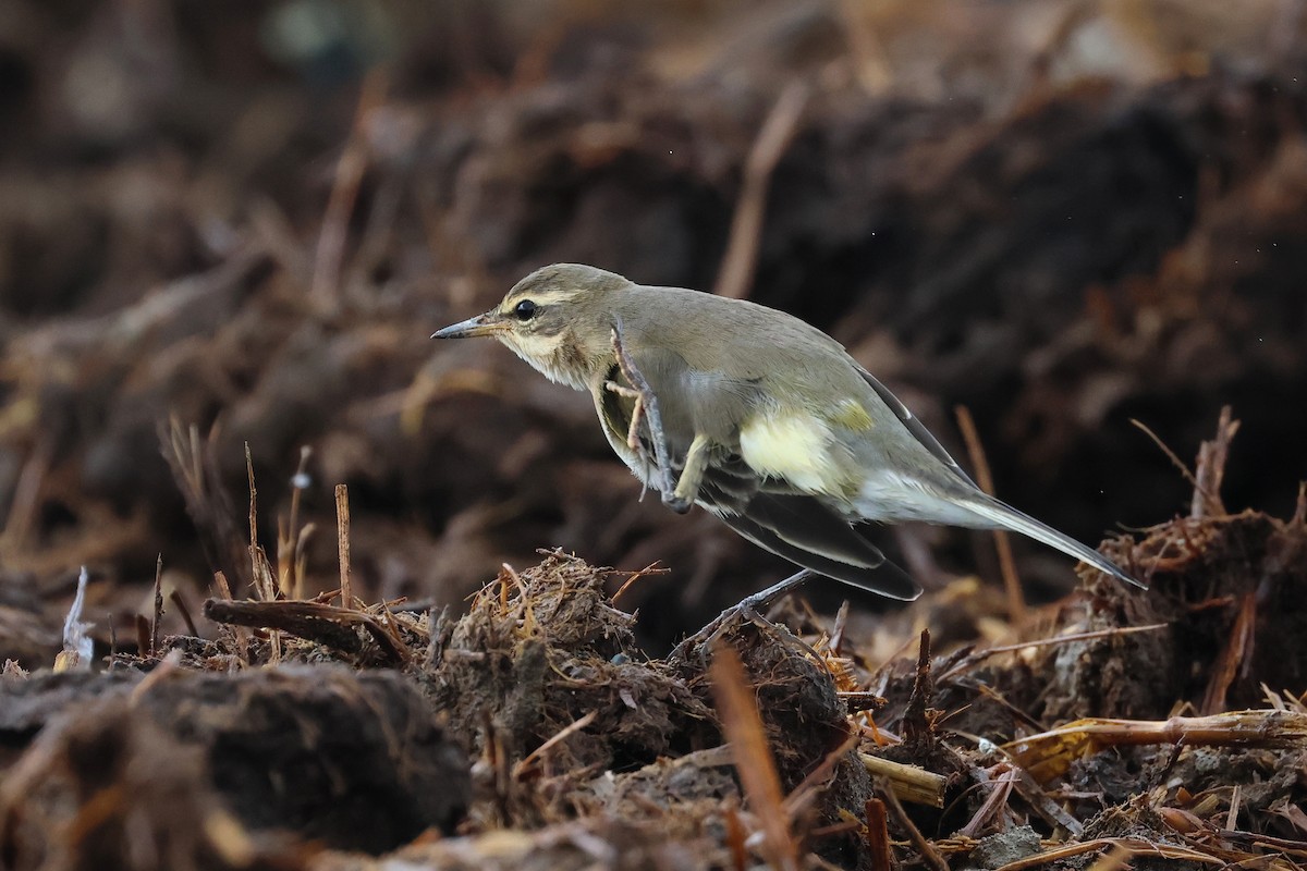 konipas východní - ML646621525
