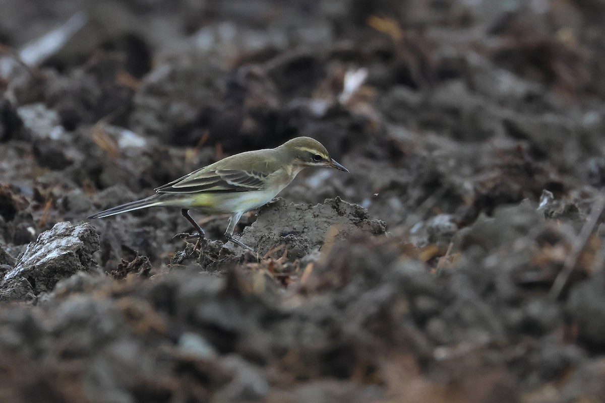 konipas východní - ML646621526