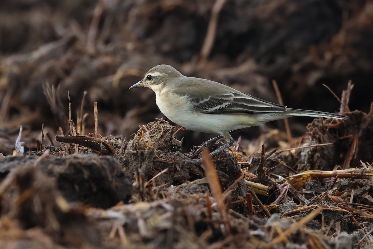 konipas východní - ML646621527