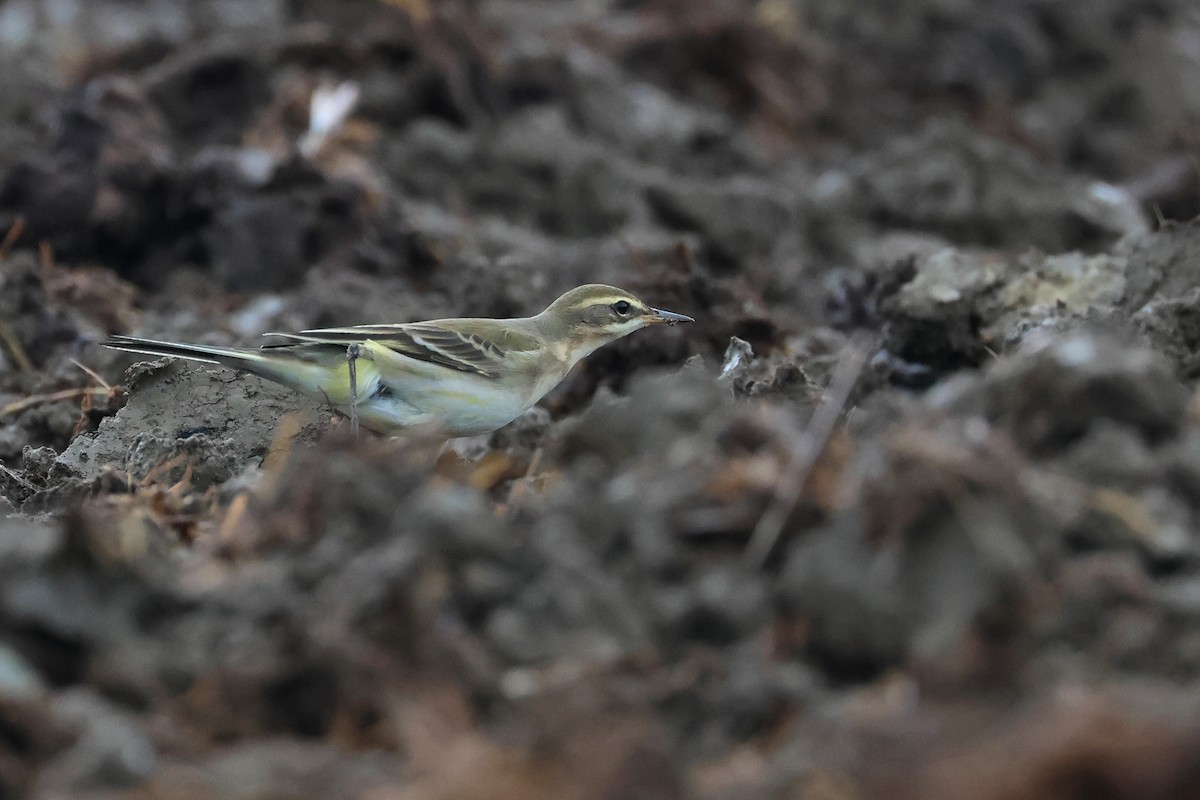 konipas východní - ML646621528