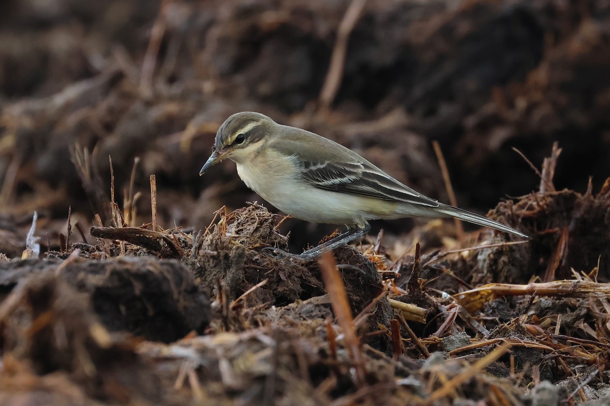 東方黃鶺鴒 - ML646621529