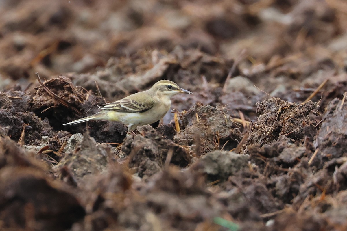 konipas východní - ML646621530