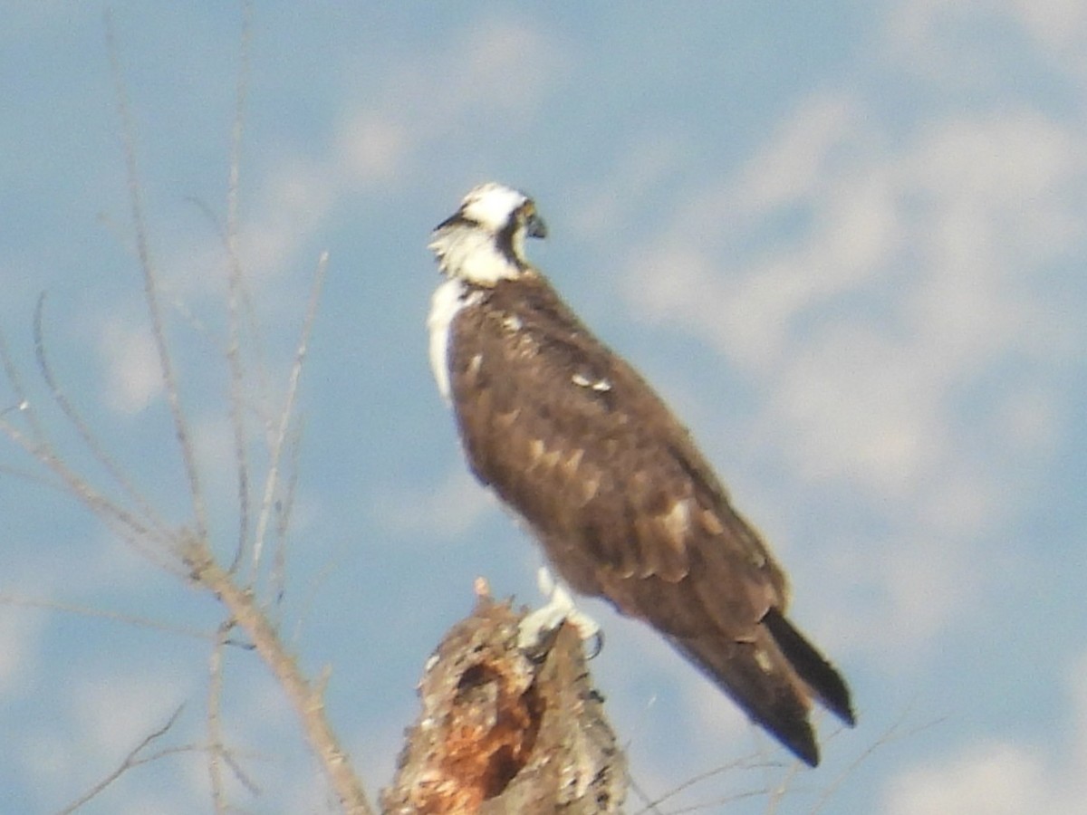 שלך - ML646621532