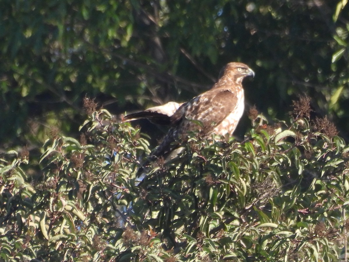 Red-tailed Hawk - ML646621533