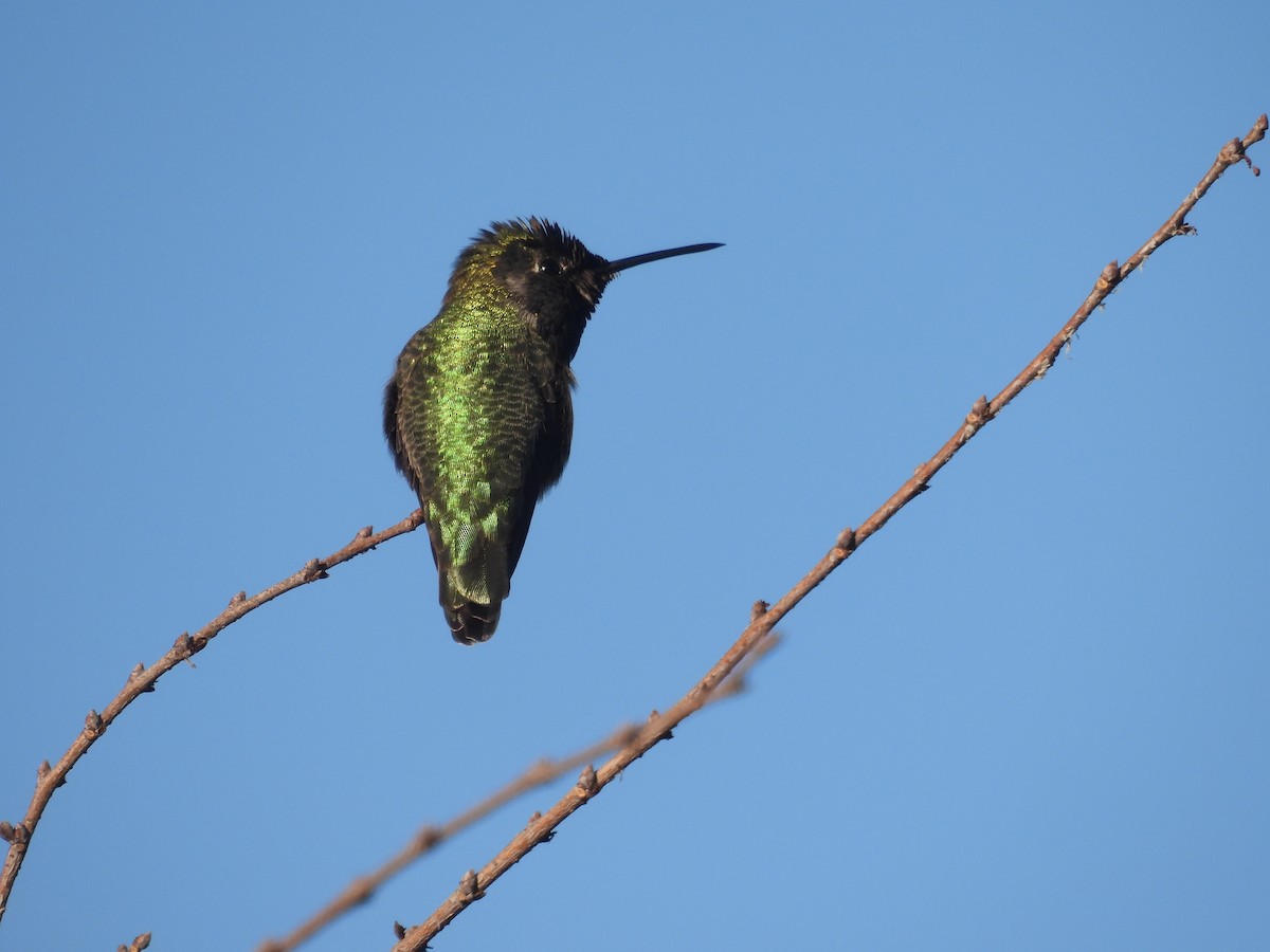 Anna's Hummingbird - ML646621534