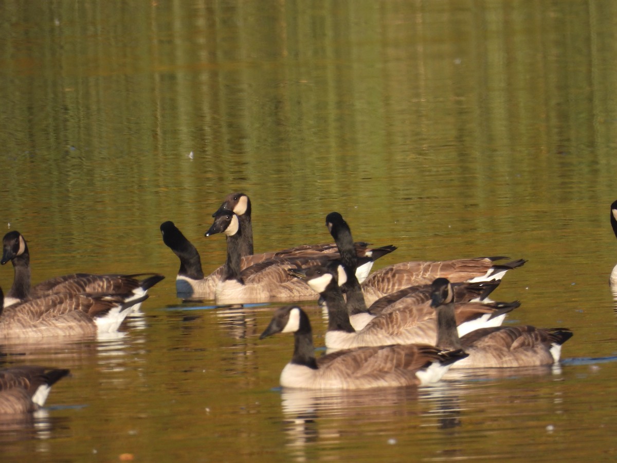 ברנטה קנדית - ML646621535