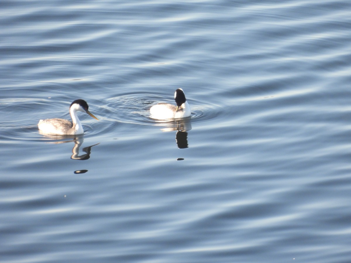 Western Grebe - ML646621536