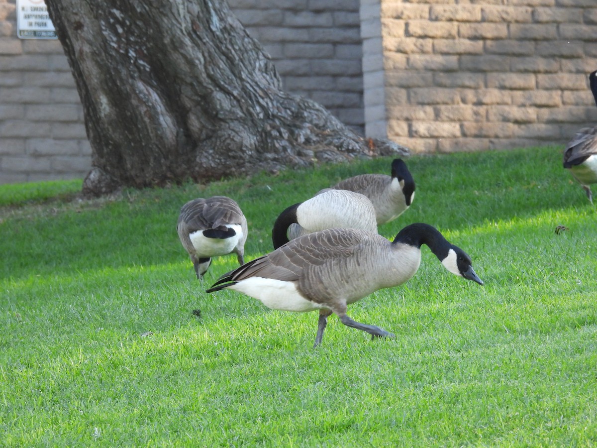 ברנטה קנדית - ML646621537
