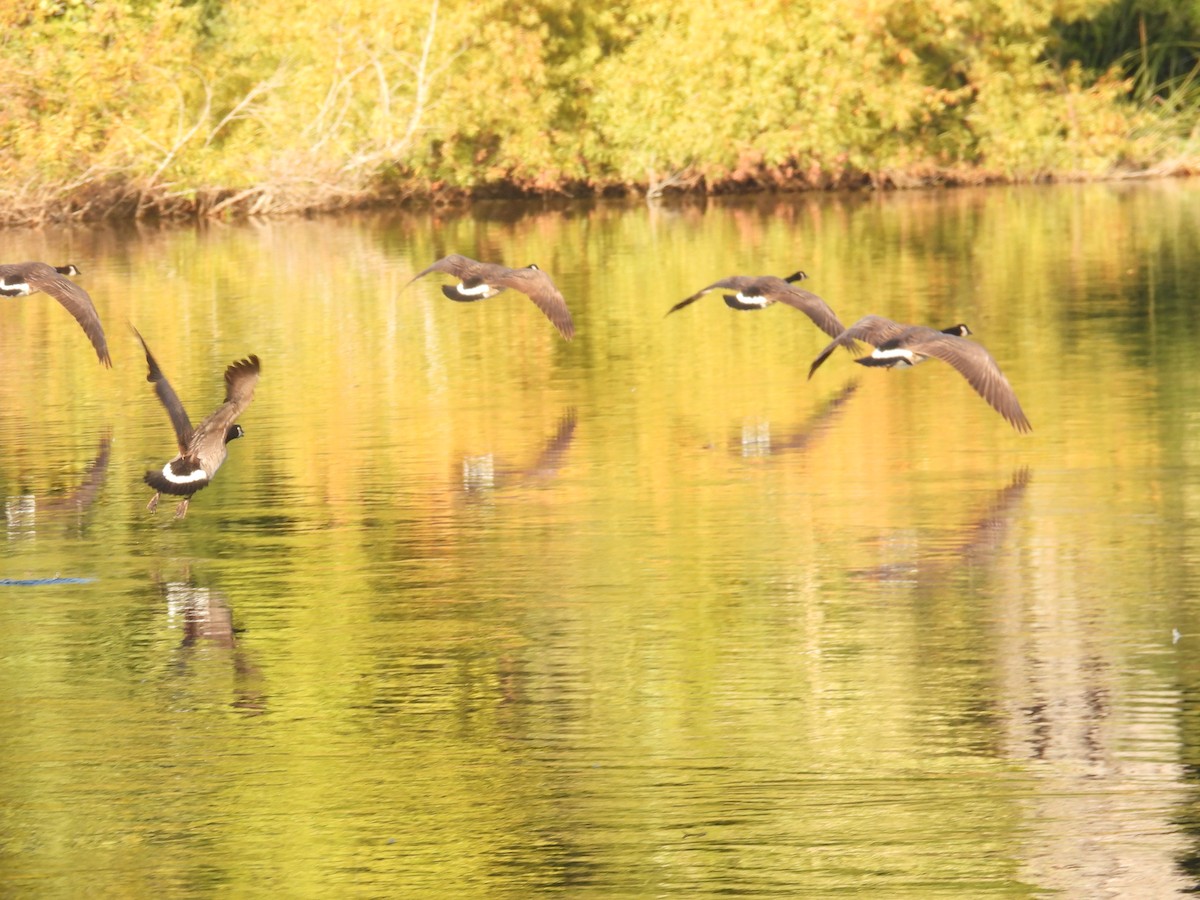 ברנטה קנדית - ML646621538