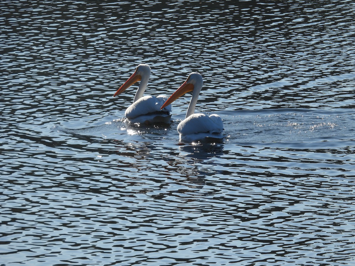 שקנאי אמריקני - ML646621539