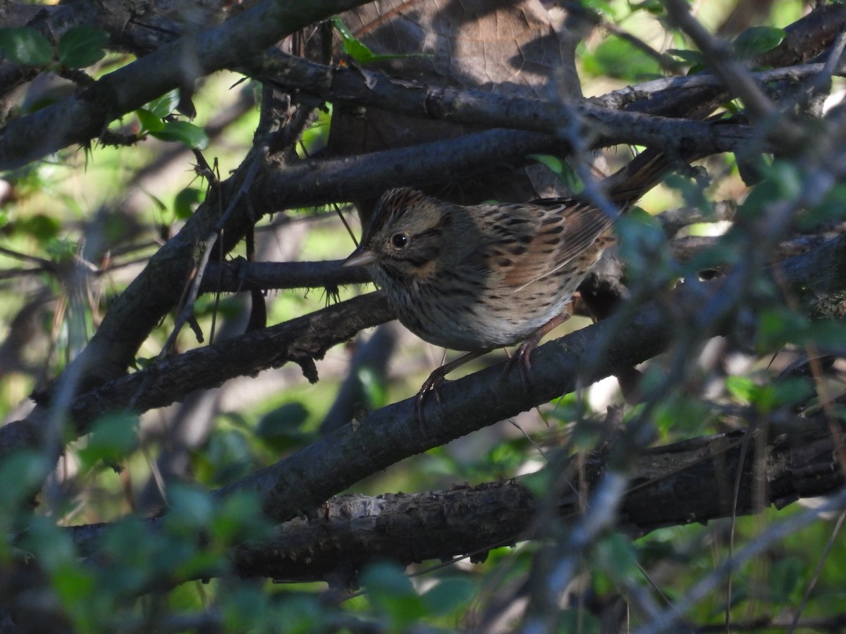 Lincoln's Sparrow - ML646621540
