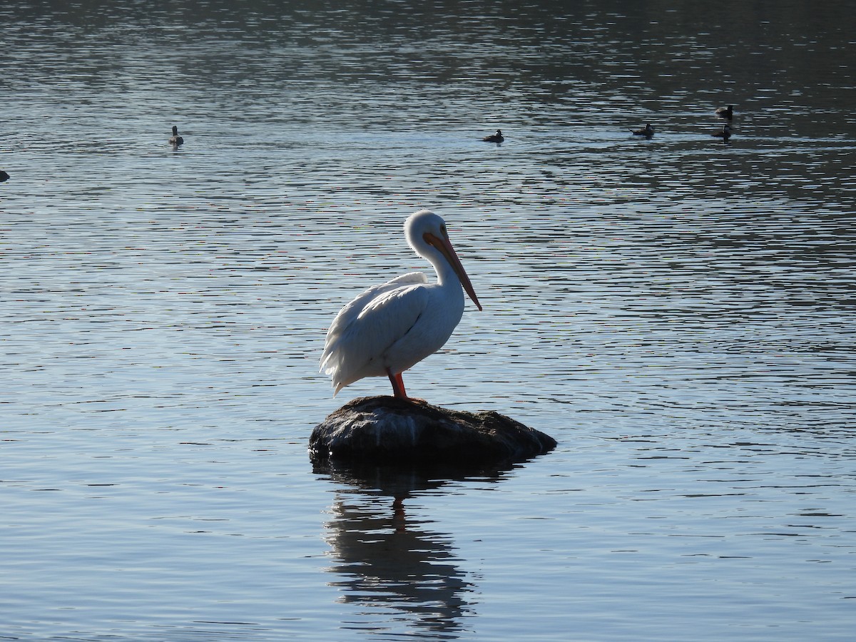 שקנאי אמריקני - ML646621541