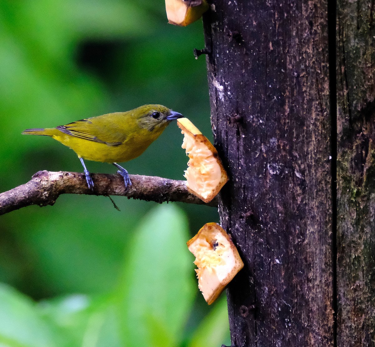 Thick-billed Euphonia - ML646621542