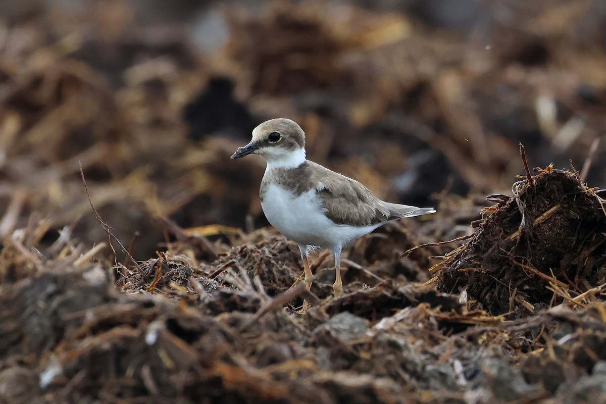 小環頸鴴 - ML646621543