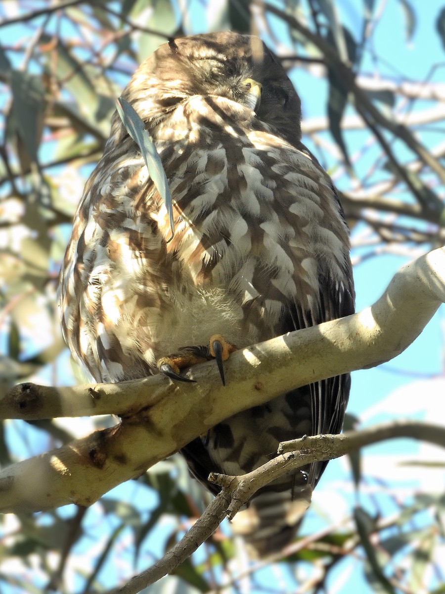 Barking Owl - ML646621545
