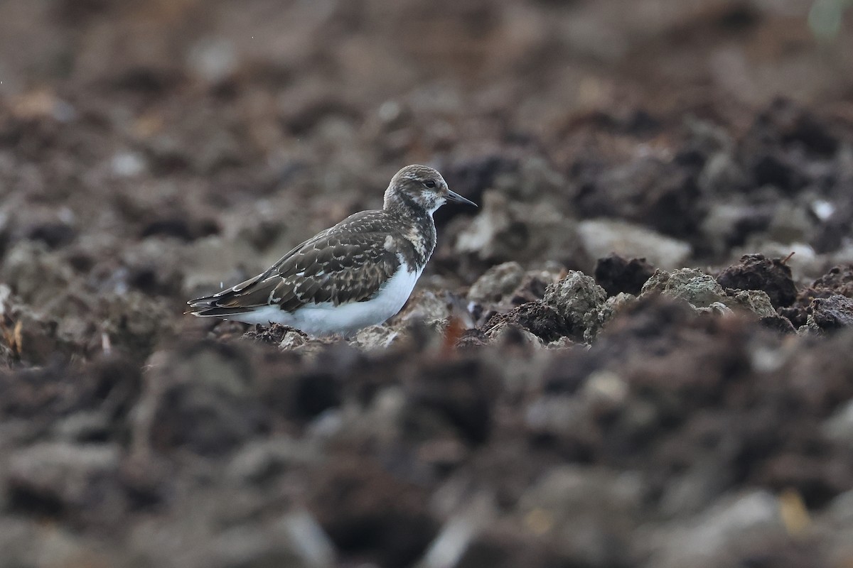 翻石鷸 - ML646621546