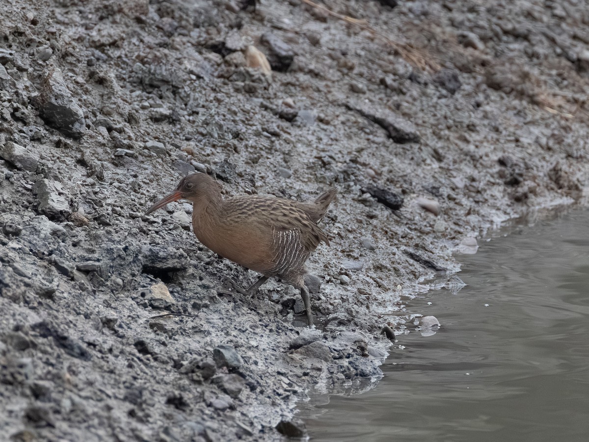 Ridgway's Rail - ML646621553