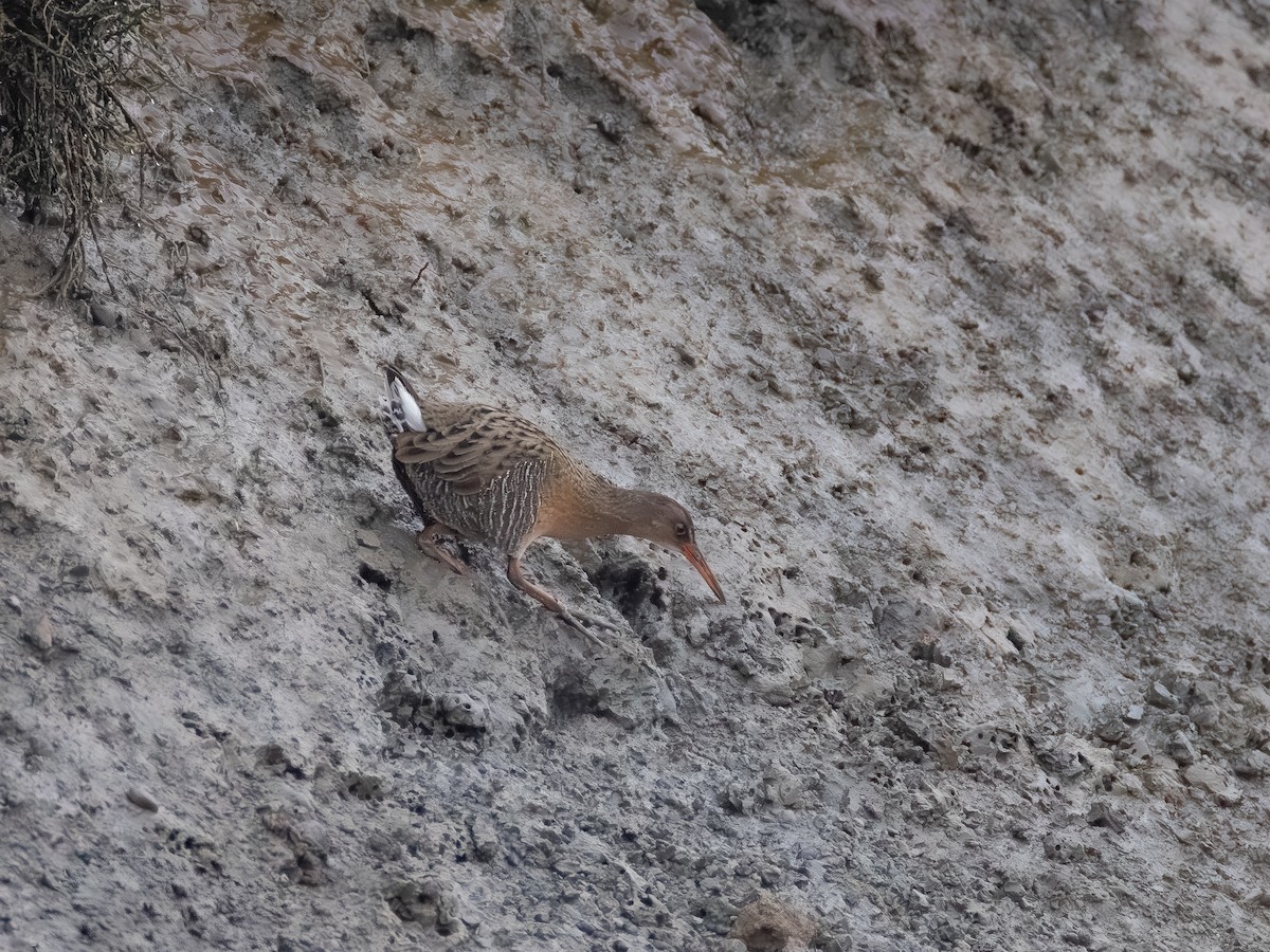 Ridgway's Rail - ML646621555