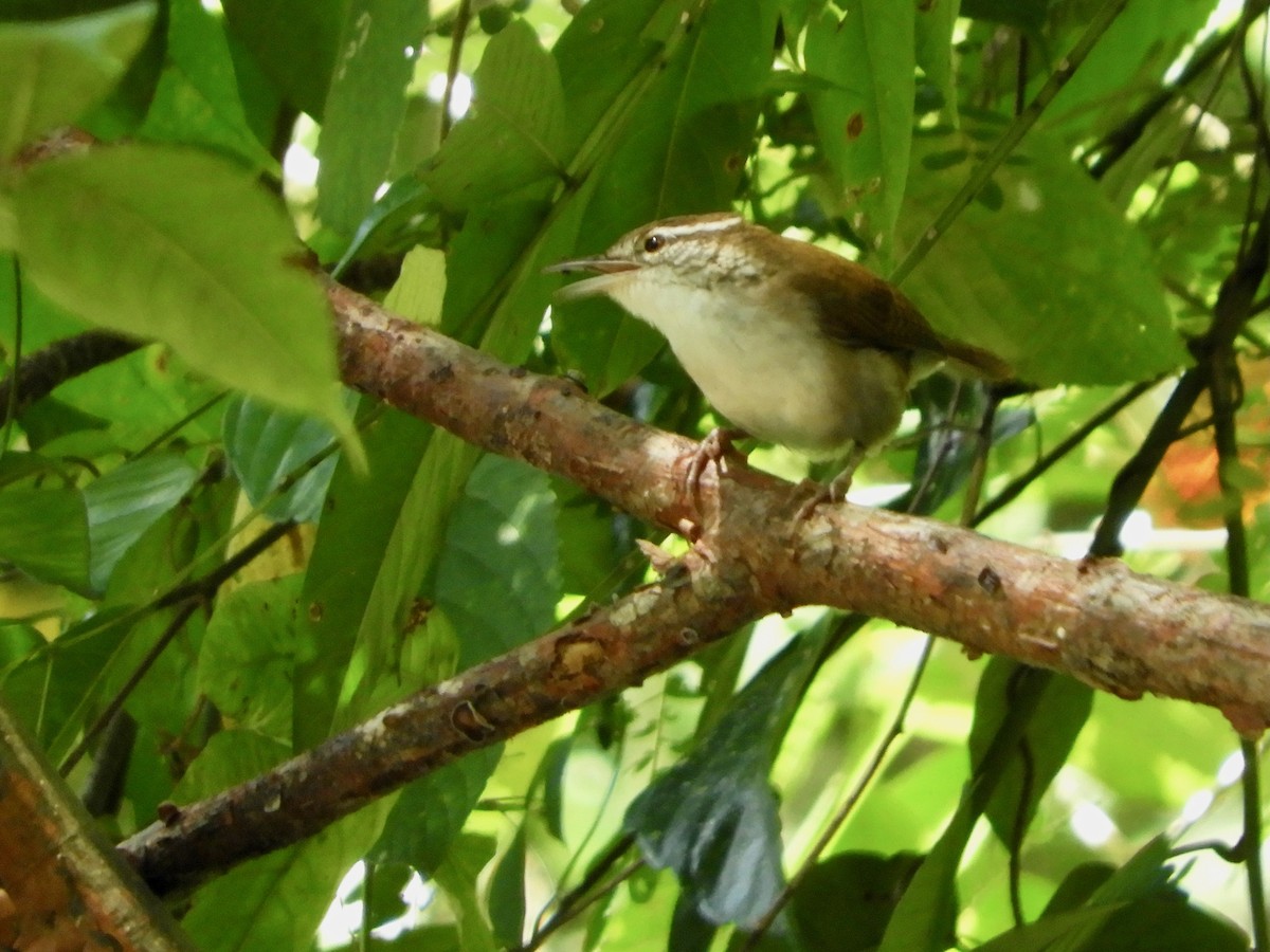 Antioquia Wren - ML646621557