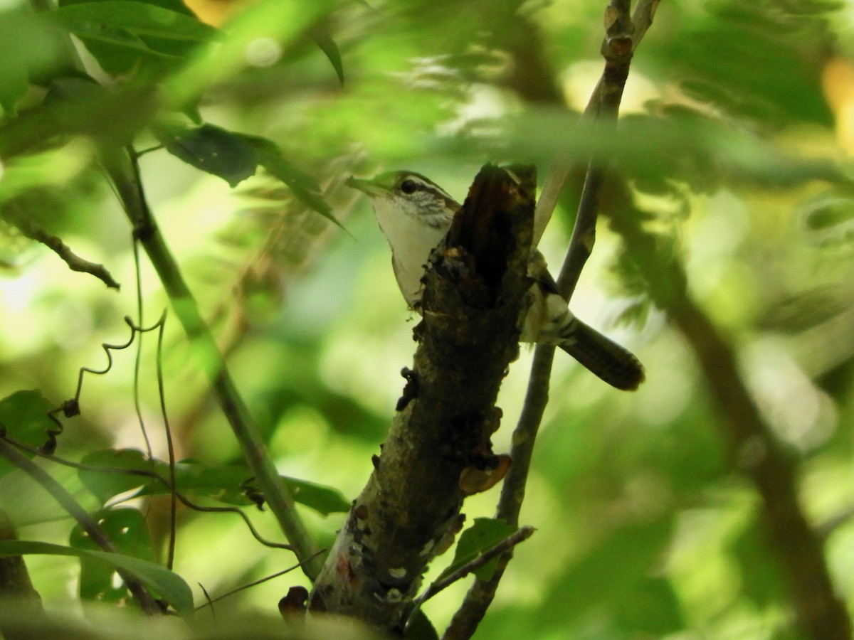 Antioquia Wren - ML646621558