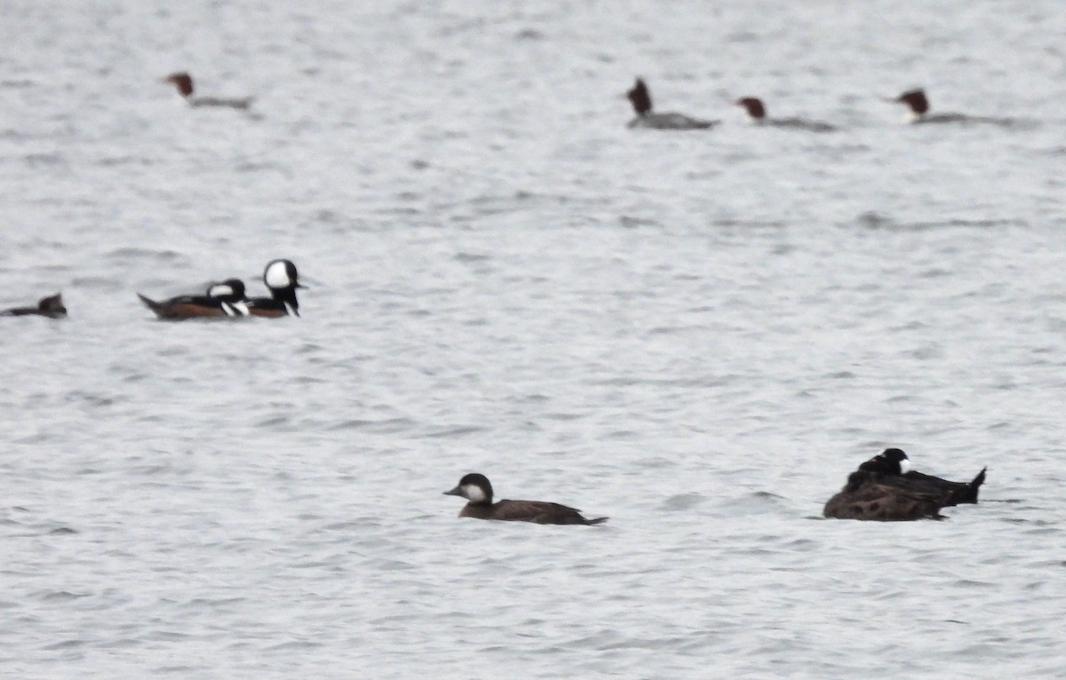 Black Scoter - ML646621559