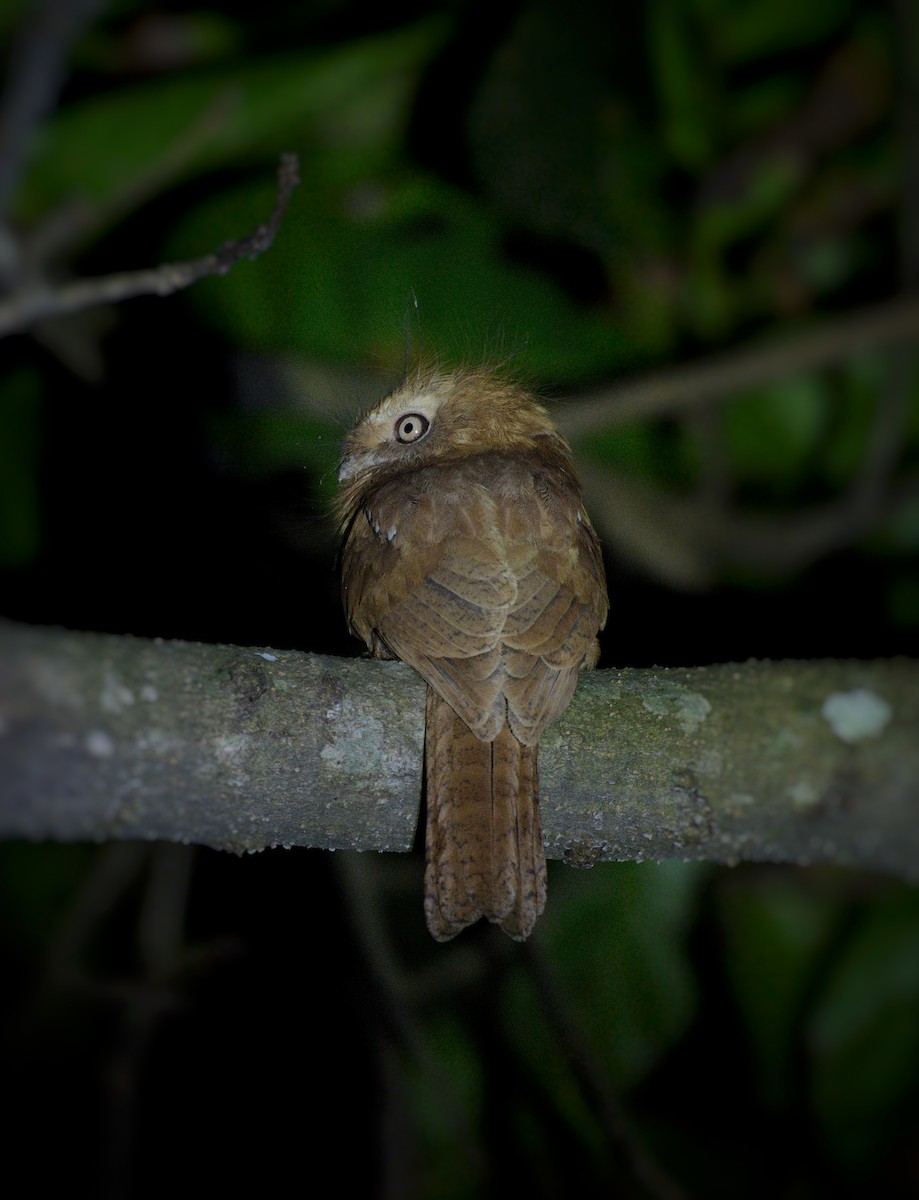 Hodgson's Frogmouth - ML646621560