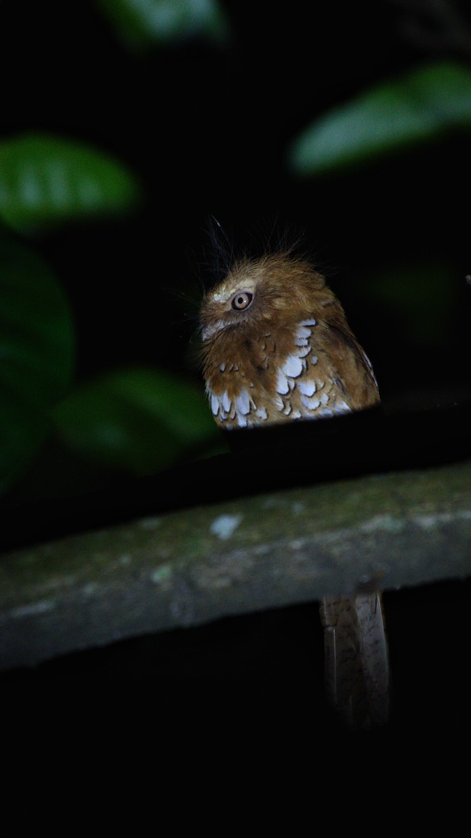 Hodgson's Frogmouth - ML646621561